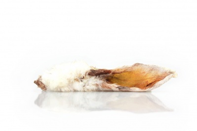 Trušu ausis ar spalvu