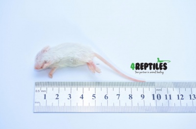 4Reptiles Peles 7-10g/25gb