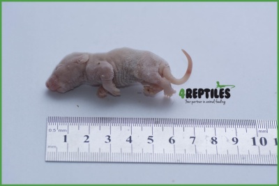 4Reptiles Žurkas mazuļi 5-12g/25gb