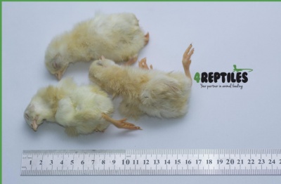 4Reptiles Veseli dienu veci cālēni 10kg