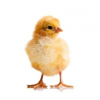 4Reptiles Veseli dienu veci cālēni 10kg