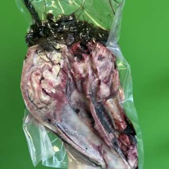 Z/S Sidrabjērs Jēra galva ar spalvu 1/2gb