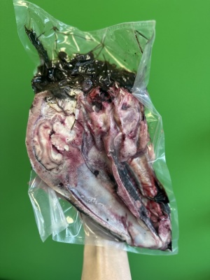 Z/S Sidrabjērs Jēra galva ar spalvu 1/2gb