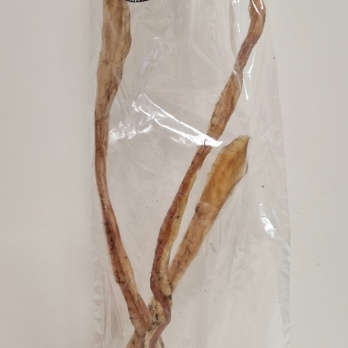 DigDog - Lielopa cīpslas 