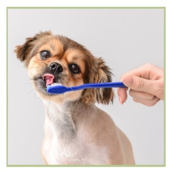 Zobu kopšanas līdzekļi