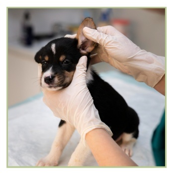 Acu un ausu kopšanas līdzekļi