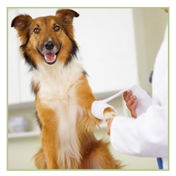 Saitēm, locītavām un kauliem