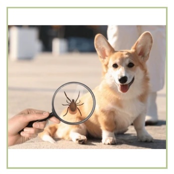 Pret parazītiem un insektiem