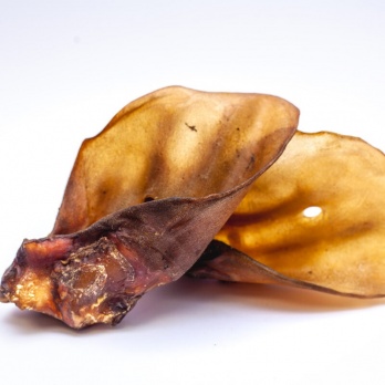 Liellopa auss bez spalvas