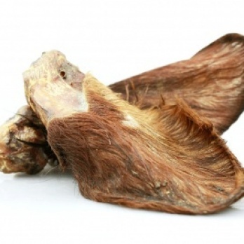 Liellopa auss ar spalvu