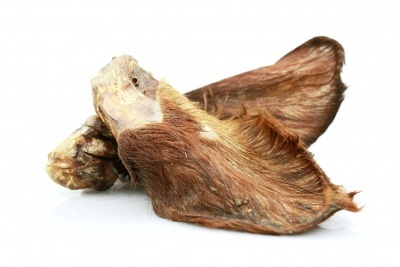 Liellopa auss ar spalvu